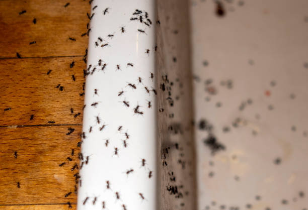 Best Termite Control Services  in Columbus, OH